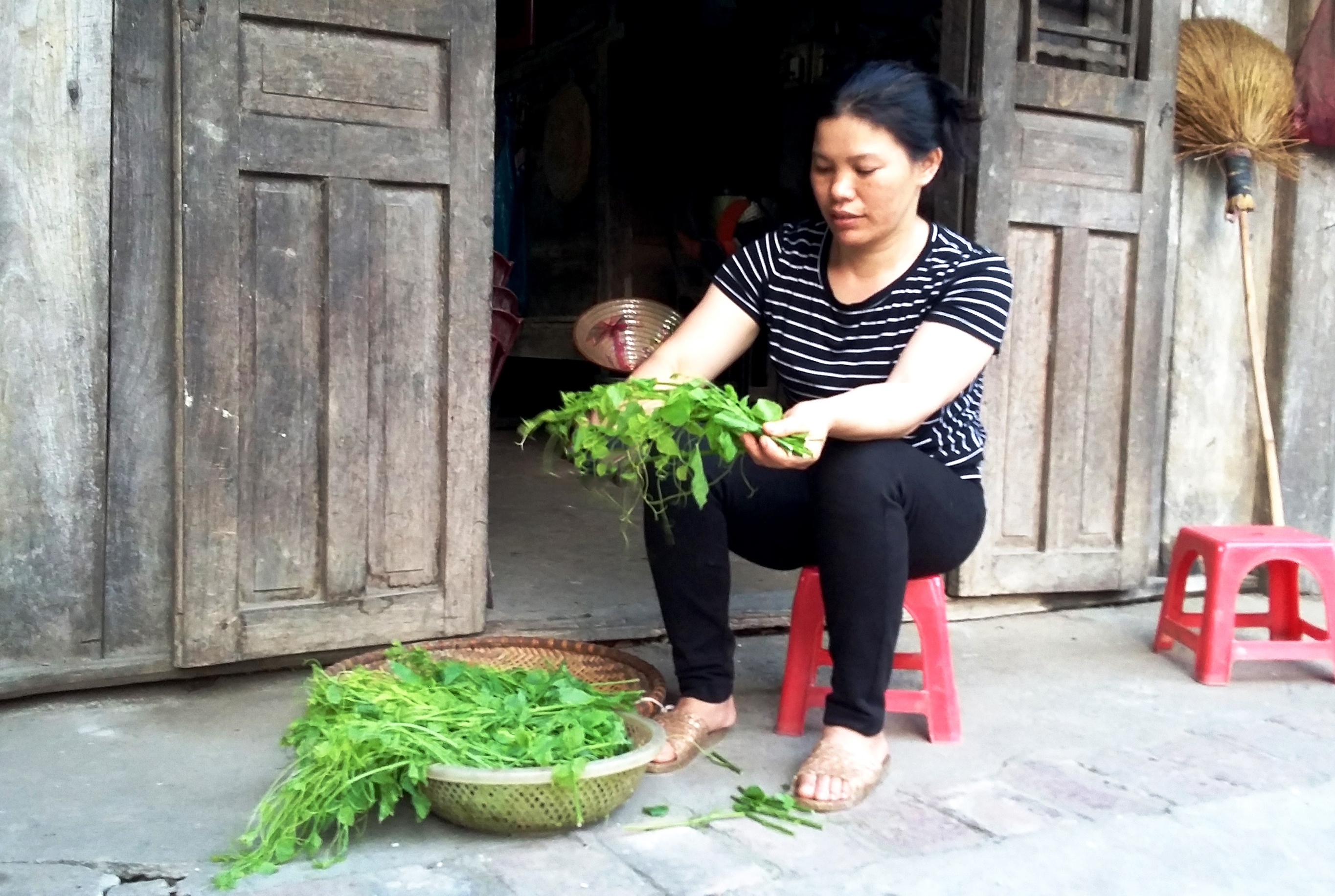 Đặc sản rau bò khai của đồng bào dân tộc Tày